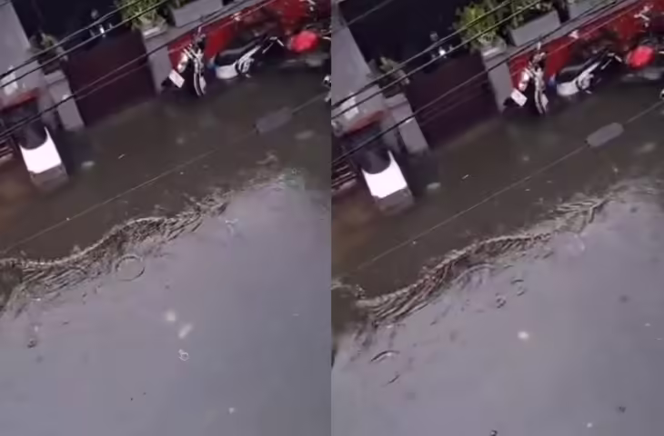 भारी बारिश बनी खौफ की वजह! पानी के साथ सड़क पर पहुंचा 5 मीटर विशाल अजगर, वीडियो देख दहशत में लोग​​​​​​​