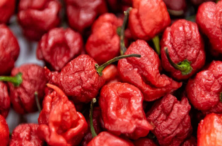 मिर्च भी फीकी लगे ये चीज़ 1000 गुना ज्यादा खतरनाक, छूते ही जल जाए त्वचा, वायरल वीडियो देख हैरान रह जाएंगे आप