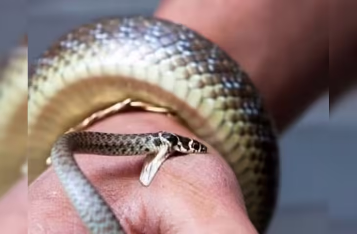 सांपों का सरदार बना शख्स! विषधर के काटने पर भी नहीं पड़ा कोई फर्क, यहाँ देखिये Viral Video 