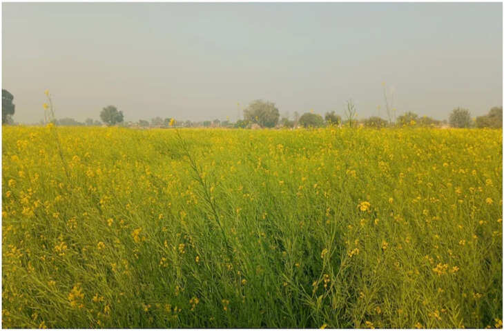 रबी फसलों को मिली मौसम की पहली मावठ, किसानों के चेहरे पर आई खुशी