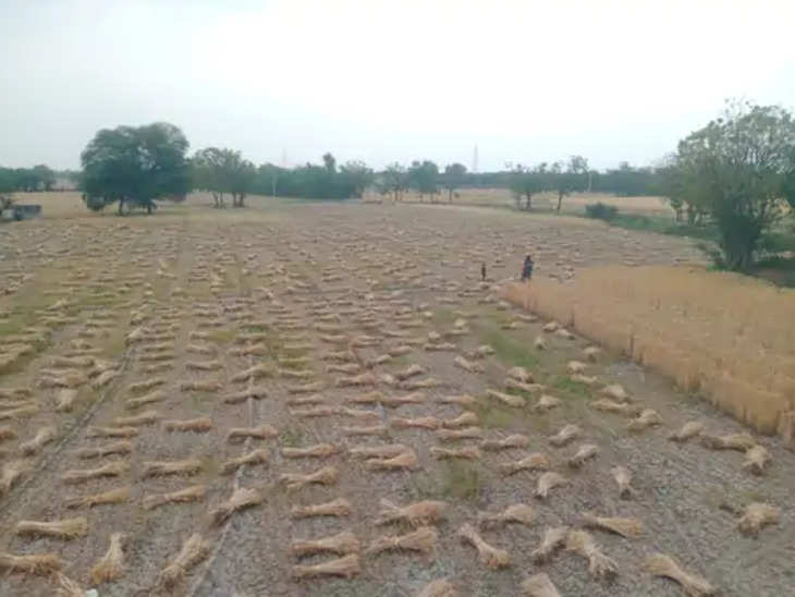 Jaipur बारिश से बढ़ी किसानों की चिंता गेहूं, जौ, सरसों की फसल को बचाने में जुटे किसान, पहले भी हो चुका है नुकसान