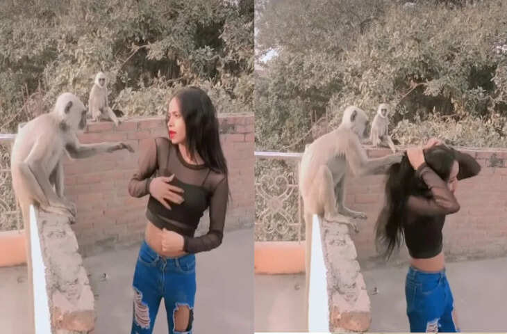 सोशल मीडिया पर वायरल: लंगूर ने लड़की के बाल खींचे, वीडियो देख लोग दंग