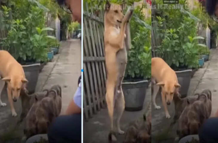 भूखे पिल्लों को खाना खिलाने पर डॉगी का भावुक &lsquo;आशीर्वाद&rsquo; जैसा इशारा, लोगों का दिल पिघला