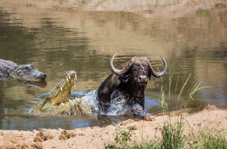 पानी में घात लगाए बैठा दरिंदा!&nbsp;भैंस पर किया खतरनाक हमला, VIDEO वायरल होते ही लोग बोले&mdash;बहुत दर्दनाक