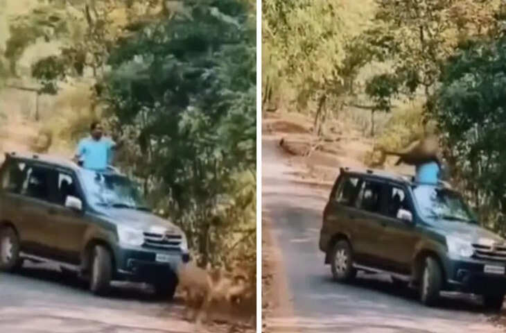 सनरूफ से बाहर झांक रहे थे पर्यटक, तभी तेंदुए ने कर दिया हमला; कैमरे में कैद हुआ खौफनाक मंजर