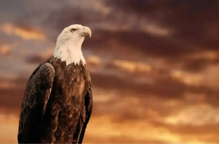 ये है आसमान का सबसे खतरनाक शिकारी, 320 किमी प्रति घंटे की रफ्तार से भरता है उड़ान