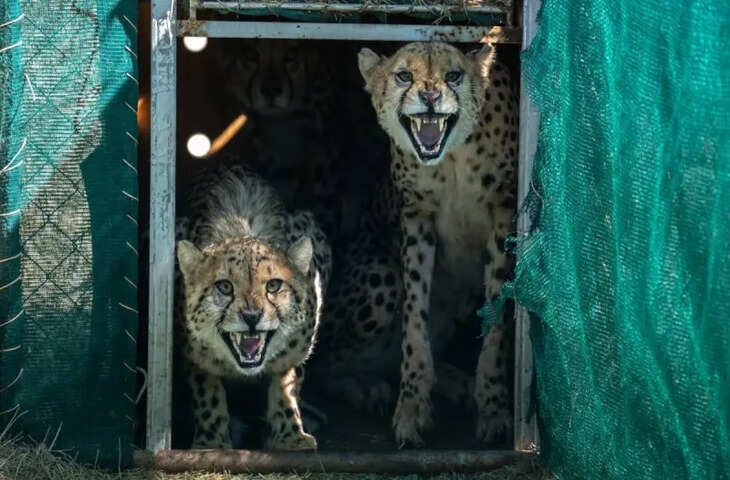 कूनो नेशनल पार्क में चीतों की संख्या बढ़ेगी, बोत्सवाना से आएंगे 8 और चीते