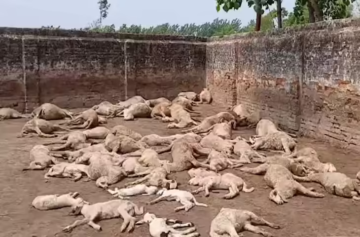 सहारनपुर में आवारा कुत्तों का तांडव, भेड़ों के बाड़े में घुसकर मचाई तबाही; कई भेड़ों की मौत