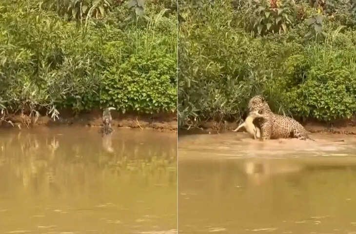 जंगली तेंदुए का भयानक हमला! शिकारी बना शिकार, वायरल वीडियो देखकर तो आप भी रह जाएंगे सन्न&nbsp;