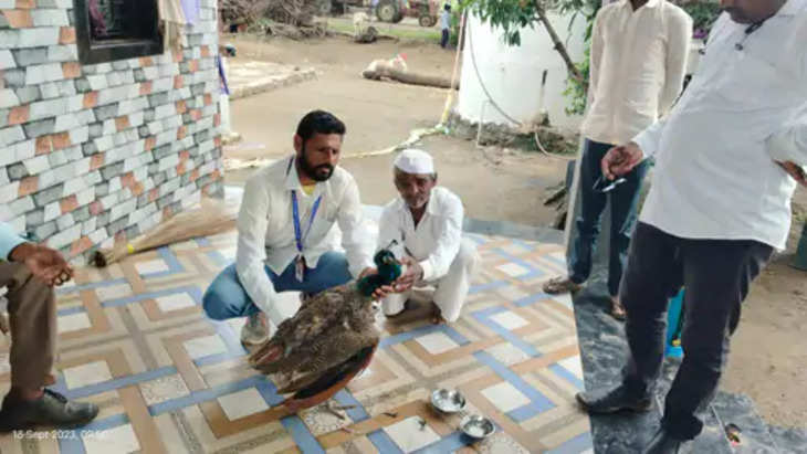 Nashik कुत्तों के हमले में घायल मोर की इलाज के दौरान मौत: येवला तालुक के कतरानी इलाके की घटना