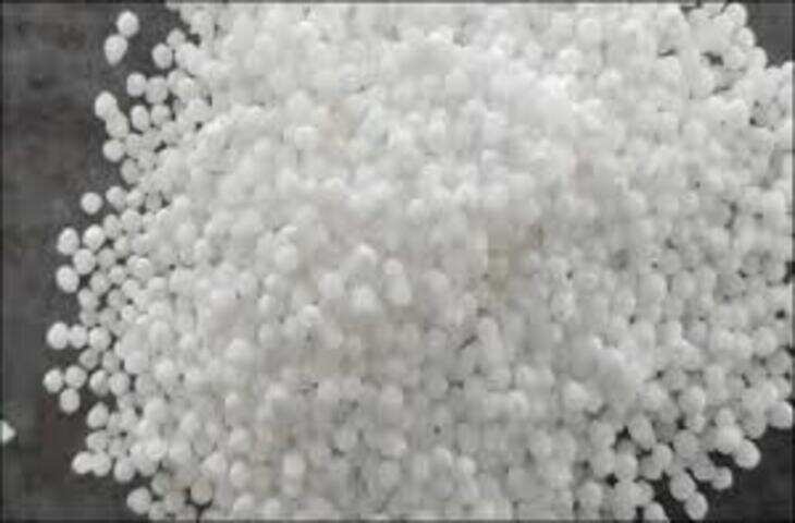 पेड़ या फैक्ट्री? आखिर कहां से आता है साबूदाना, जानकर चौंक जाएंगे आप