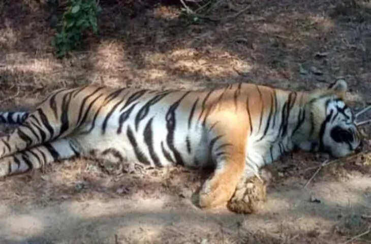 मध्य प्रदेश में बाघों की मौत के बढ़ते मामले, वन्यजीव संरक्षण व्यवस्था पर उठे सवाल