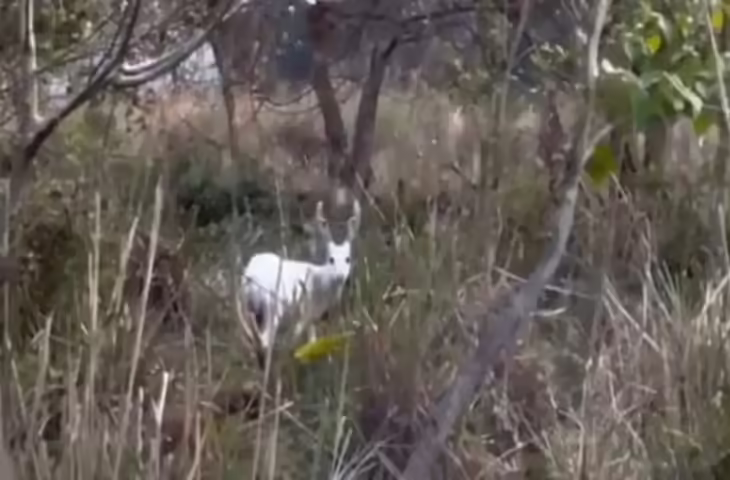 काजीरंगा में दिखा दुर्लभ सफेद हिरण, वीडियो हुआ वायरल, लोग हुए हैरान