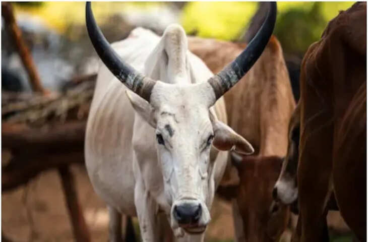 बीकानेर में गोवंश से कुकर्म करते हुए युवक का वीडियो वायरल, आरोपी को सजा देने थाने के अंदर घुस गई भीड़