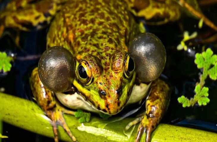 मेंढक खाना निगलते समय आंखों का क्यों करता है इस्तेमाल? जानिए इसके पीछे का साइंस