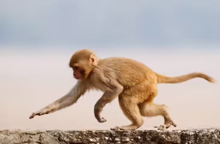 Monkey का दिल छू लेने वाला अंदाज! रोती बच्ची को गले लगाकर किया प्यार, वीडियो देख नम हुई आंखें