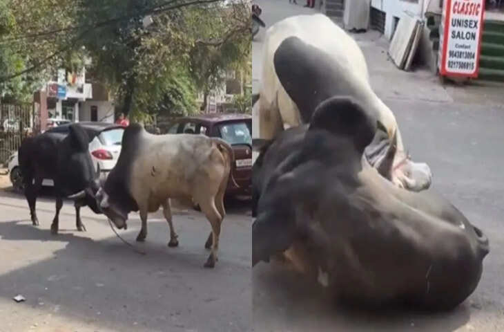 देश के किसी भी कोने में अगर कुछ हटके या हैरान कर देने वाला होता है, तो आज के समय में लोग उसे कैमरे में कैद करना नहीं भूलते। मोबाइल फोन की आसान उपलब्धता ने हर व्यक्ति को एक तरह से &ldquo;कंटेंट क्रिएटर&rdquo; बना दिया है। यही वजह है कि जैसे ही कोई अनोखी घटना होती है, वह कुछ ही मिनटों में सोशल मीडिया पर पहुंच जाती है और अगर लोगों का ध्यान खींच ले तो वायरल होने में देर नहीं लगती।  आप भी अगर सोशल मीडिया पर नियमित रूप से एक्टिव रहते हैं तो आपने देखा होगा कि हर दिन फीड पर दर्जनों ऐसे वीडियो आते हैं, जिनमें कुछ न कुछ अलग, मजेदार या चौंकाने वाला जरूर होता है। इनमें से कुछ वीडियो इतने दिलचस्प होते हैं कि लोग उन्हें बार-बार देखने और शेयर करने पर मजबूर हो जाते हैं।  इसी कड़ी में इन दिनों एक ऐसा ही वीडियो सोशल मीडिया पर तेजी से वायरल हो रहा है, जिसने लोगों का ध्यान अपनी ओर खींच लिया है। बताया जा रहा है कि इस वीडियो में कुछ ऐसा देखने को मिलता है, जो आम तौर पर रोजमर्रा की जिंदगी में कम ही दिखाई देता है, और यही वजह है कि यह लोगों के बीच चर्चा का विषय बन गया है।  जैसे ही यह वीडियो इंटरनेट पर आया, वैसे ही अलग-अलग प्लेटफॉर्म पर इसे शेयर किया जाने लगा। यूजर्स इस पर तरह-तरह की प्रतिक्रियाएं दे रहे हैं&mdash;कोई इसे मजेदार बता रहा है तो कोई इसे &ldquo;अविश्वसनीय&rdquo; कहकर अपनी हैरानी जता रहा है।  कुल मिलाकर, सोशल मीडिया पर वायरल होने वाले ऐसे वीडियो यह साबित करते हैं कि कंटेंट कितना भी साधारण क्यों न हो, अगर उसमें कुछ अलग या चौंकाने वाला पहलू हो तो वह तुरंत लोगों का ध्यान खींच लेता है और चर्चा में आ जाता है।