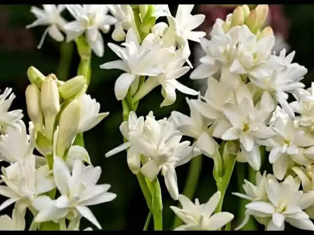 vastu tips for rajnigandha plant keep tuberose in the house for wealth and prosperity&nbsp;