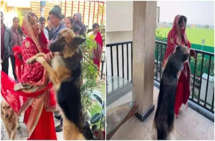 दुल्हन की विदाई का अनोखा पल, पालतू कुत्तों ने रोक दिया कार का रास्ता, वीडियो देखकर आपकी भी भर आएंगी आँखें&nbsp;