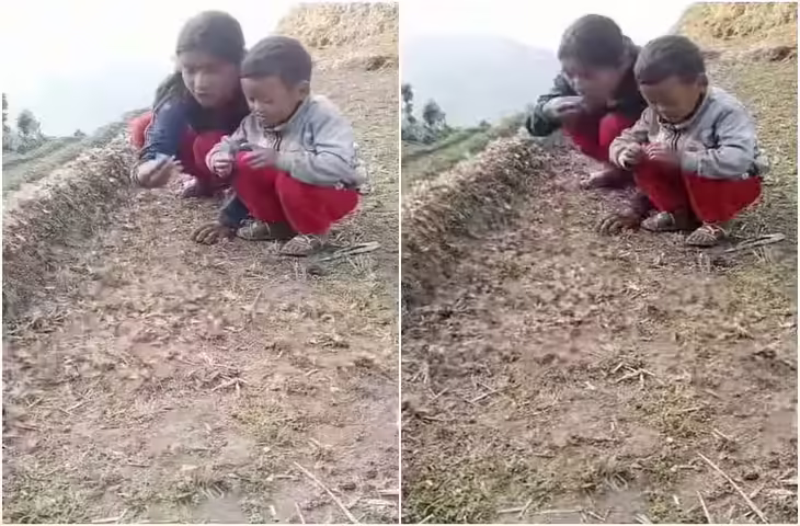 Viral: खेतों के बीच साही के साथ खेलती मासूम बच्ची का क्यूट वीडियो वायरल, लाखों लोग देख चुके वायरल क्लिप&nbsp;