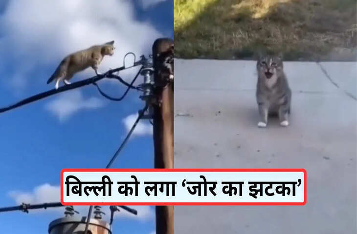 यमराज के साथ उठना-बैठना है…जब बिल्ली को लगा करंट, फिर देखिए क्या हुआ-VIDEO