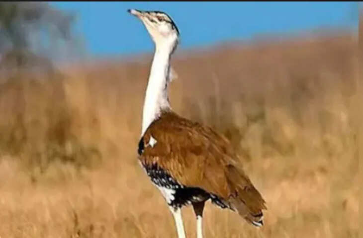 जैसलमेर में गोडावण संरक्षण को बड़ी सफलता, AI तकनीक से ब्रीडिंग सेंटर में जन्मा पहला चूजा