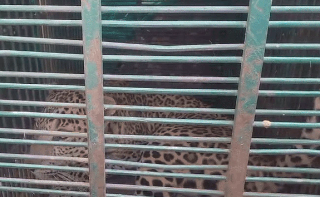 सीकर के खेतों में पकड़ा लैपर्ड, ट्रेंकुलाइज कर सुरक्षित स्थान पर छोड़ा, ग्रामीणों ने ली राहत की सांस