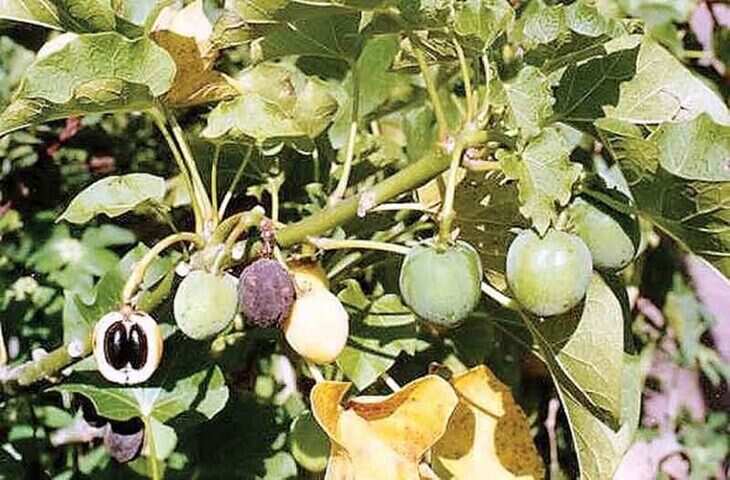 Kullu जिले में जंगली रीठा की बंपर पैदावार