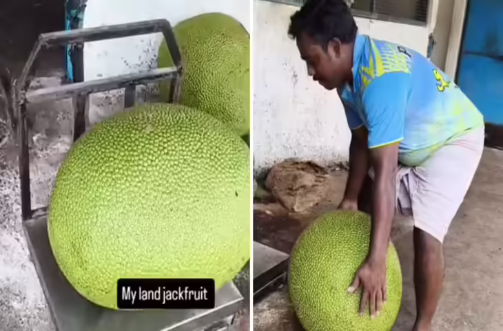 Biggest Jackfruit Viral Video: &lsquo;कटहल ही तो है&rsquo; कहने वालों को चौंका देगा यह विशाल कटहल, वजन और आकार देखकर लोग हैरान