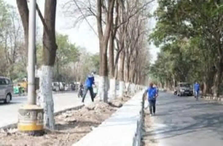 पेड़ों पर सफेद रंग क्यों लगाया जाता है? जानिए इसके पीछे का वैज्ञानिक कारण