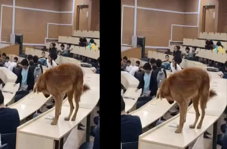 भारतीय प्रौद्योगिकी संस्थान बॉम्बे में क्लास के दौरान &lsquo;चार पैरों वाला मेहमान&rsquo;, छात्रों के चेहरों पर छाई मुस्कान