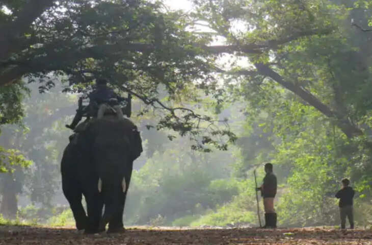 एमपी से राजस्थान पहुंची बाघिन, 8 हाथियों पर सवार होकर तलाश में जुटे अधिकारी