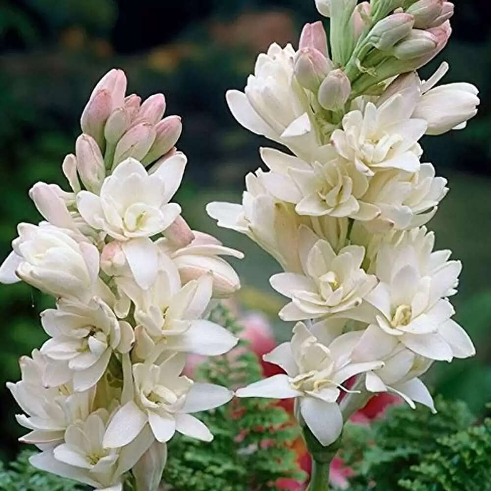 vastu tips for rajnigandha plant keep tuberose in the house for wealth and prosperity&nbsp;