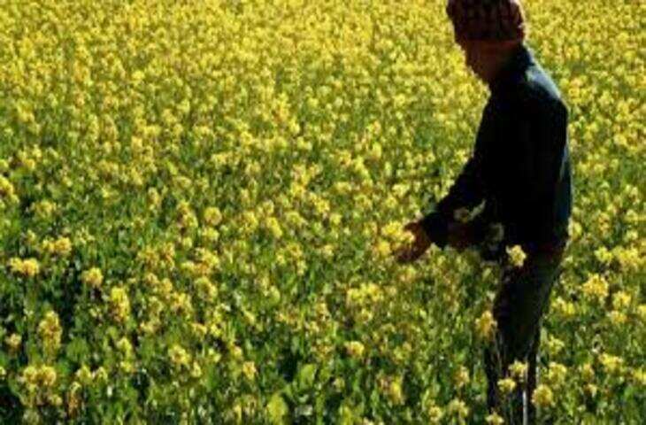 झुंझुनूं के किसानों को सरसों से सीधे मुनाफा, एक्सक्लूसिव फुटेज में देंखे राज्य सरकार की नई तेल मिल सब्सिडी योजना