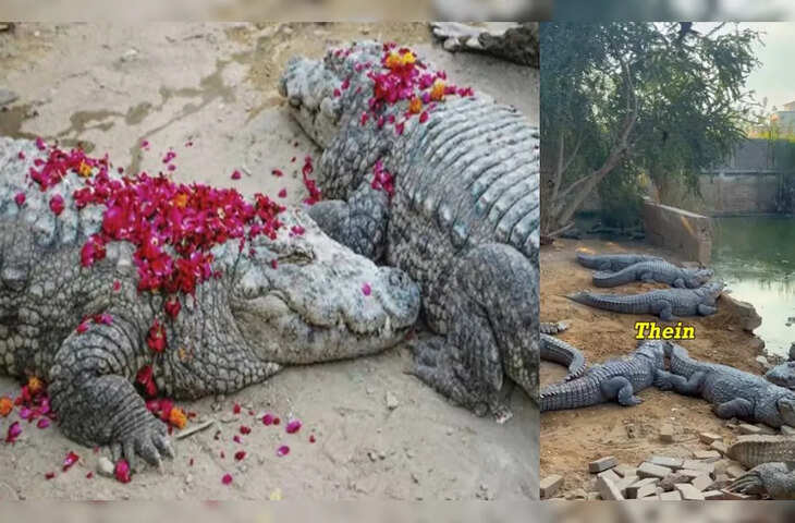 Video Viral: कराची की मजार में रहते हैं 200 मगरमच्छ, भक्त मांस और मिठाइयां देकर करते हैं सेवा
