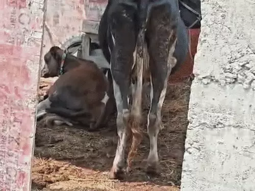 बेगूसराय में गंगा का जलस्तर घटा, 1.22 मीटर नीचे आया; खतरा अभी टला नहीं