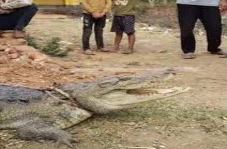 कोटा में सड़क पर मगरमच्छ, वीडियो में देंखे काला तलाव इलाके में दिखा 6 फीट लंबा क्रोकोडाइल, रेस्क्यू कर चंबल नदी में छोड़ा गया