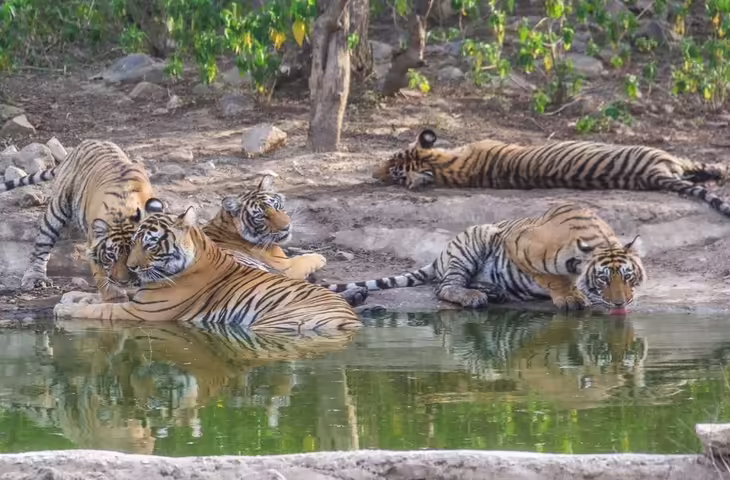 सरिस्का में बाघिनों के शावकों के साथ बढ़ी हलचल, वन विभाग ने जारी किया हाई अलर्ट