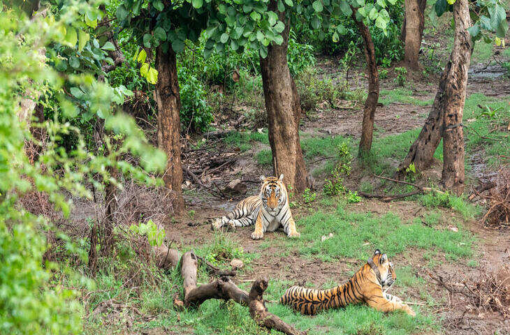प्रकृति के बीच बिताने है सुकून भरे पल तो सरिस्का है बेस्ट लोकेशन, वीडियो में जाने क्यों दुनियाभर में मशहूर है यहां की टाइगर सफारी ?
