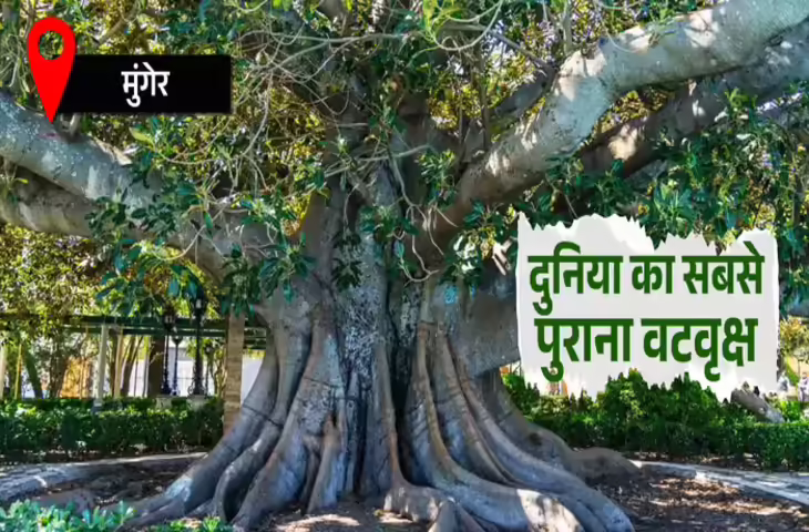 बिहार में मिला दुनिया का सबसे पुराना वटवृक्ष! वैज्ञानिकों के शोध में सामने आया 700 साल से अधिक पुराना पेड़