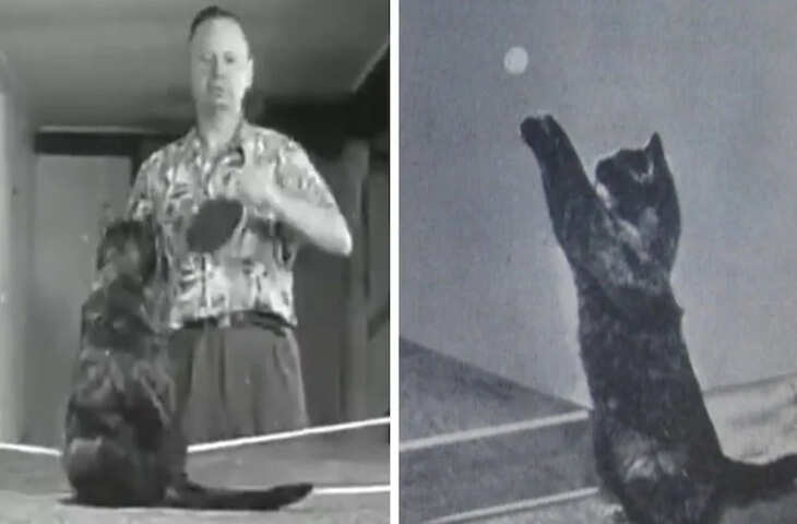 मालिक के साथ खेलते-खेलते बिल्ली बन गई टेबल टेनिस स्टार, Tabby Cat Dagwood की है अनोखी कहानी
