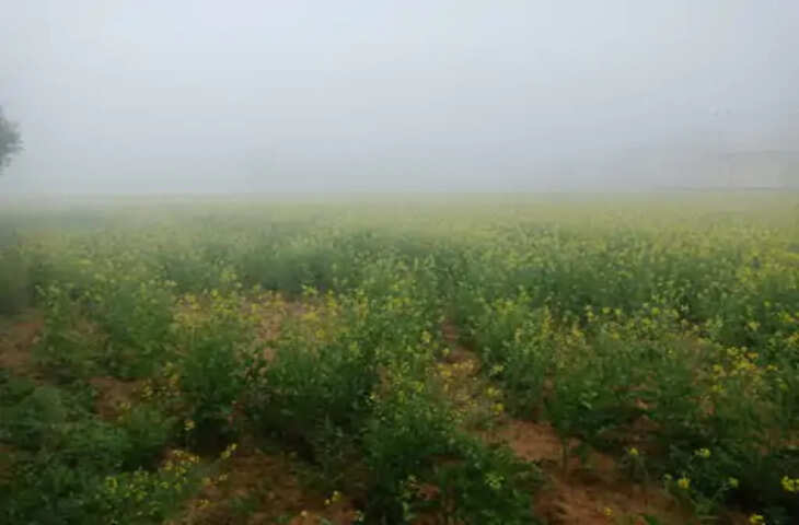 Alwar में दिन की सर्दी भी सता रही, दिन में धूप नहीं निकलने से जनजीवन हो रहा प्रभावित