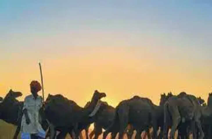 Ajmer   धोरों में ऊंट-घोड़ों की सजी मंडी, अब तक डेढ़ हजार पशु आए