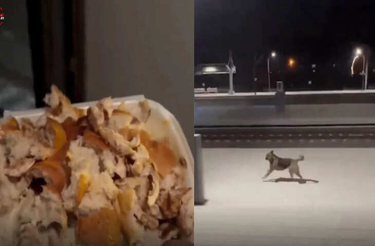 ट्रेन ड्राइवर ने एक बार खिलाया खाना डॉगी रोज करता है इंतजार, इंसानियत के इस अनोखे रिश्ते का वीडियो देख हर कोई हो गया इमोशनल 