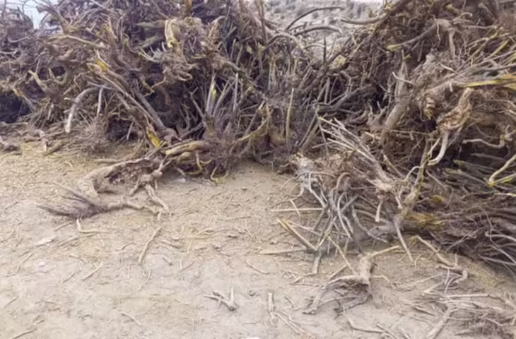 चंबा की प्राकृतिक कशमल की दवा उद्योग में बढ़ती मांग, उत्तराखंड के कारखानों तक पहुंची खेप