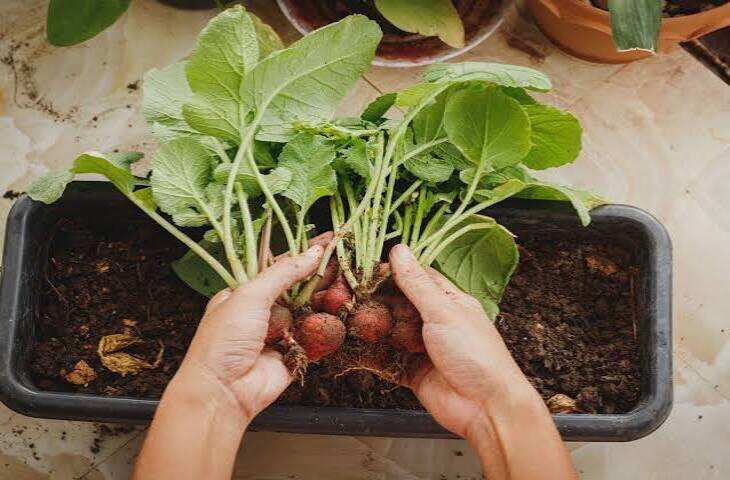 Home Gardening: खेत नहीं, गमले में उगाएं स्वादिष्ट मूली! 40-50 दिन में तैयार होगी फसल, जानें पूरा तरीका