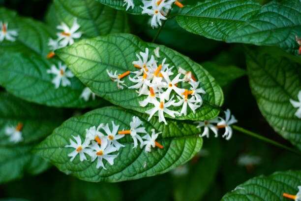 Diwali 2023 do these remedies for money in Diwali