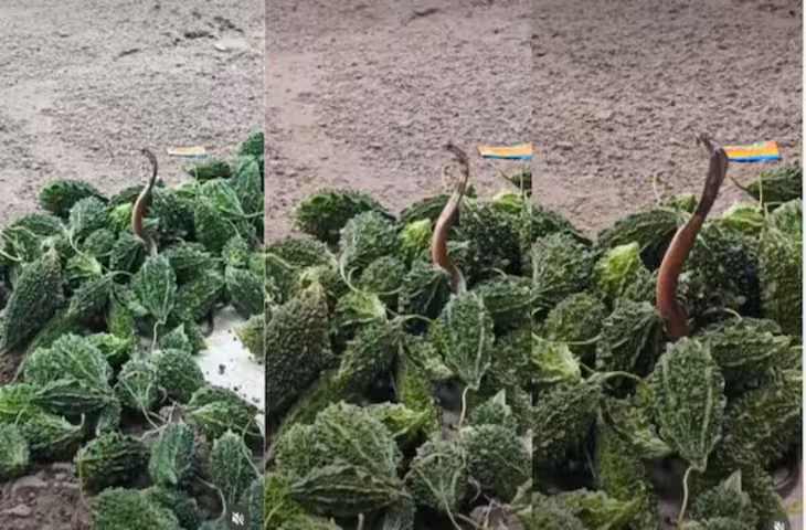 करेले में छिपा था कोबरा, खरीदते ही युवक को मारा डंक; अस्पताल में भर्ती, हालत स्थिर