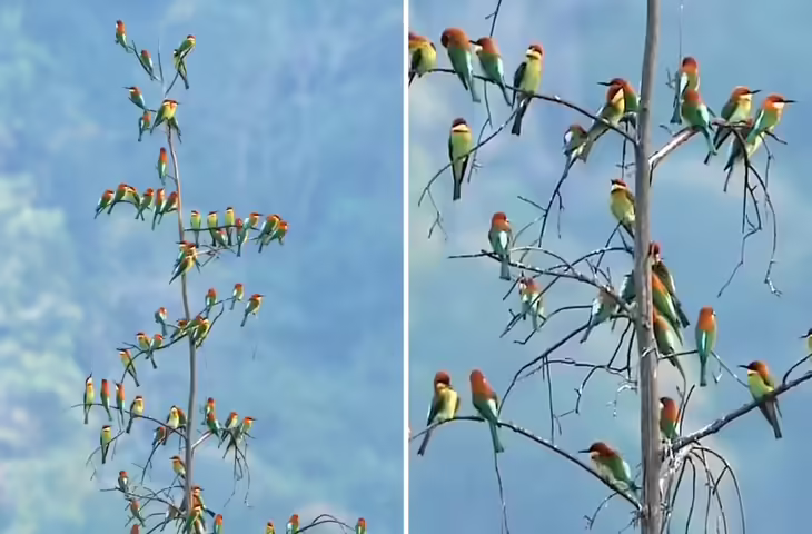 वायरल वीडियो ने बढ़ाई उलझन: पेड़ पर हजारों पक्षियों का ऑर्केस्ट्रा, सच और AI के बीच फंसे यूजर्स