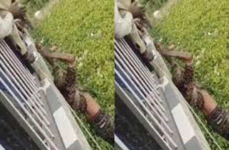 आसमान से गिरे खजूर में अटके, खुदकुशी करने के लिए नदी में कूदा शख्स मगर हुआ कुछ ऐसा कि Viral हो गया Video